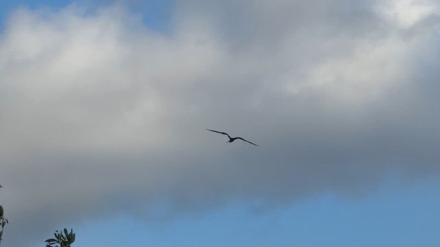 Фрегат карибський - ML647788993