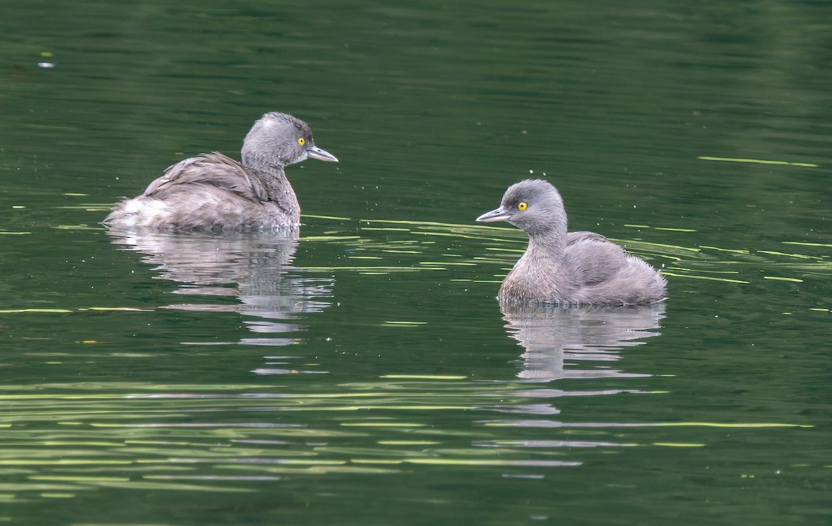 Least Grebe - ML647789010
