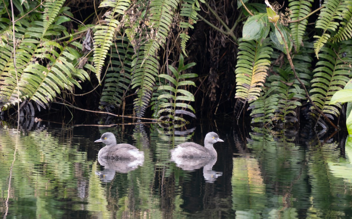 Least Grebe - ML647789011