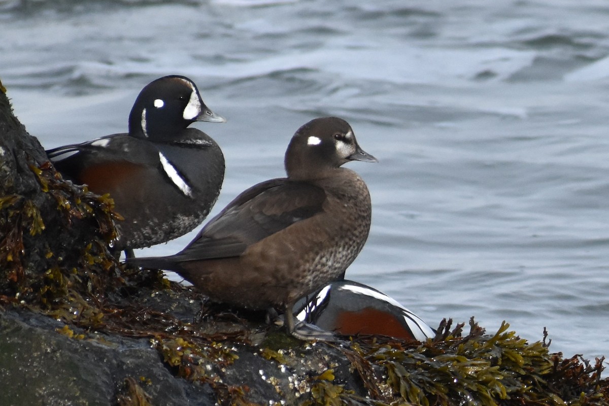 Palyaço Ördeği - ML647789015