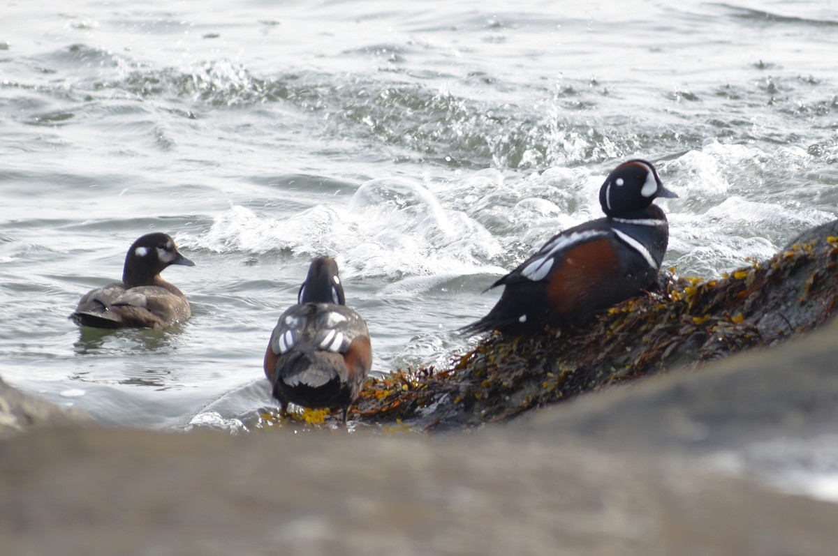 Palyaço Ördeği - ML647789016