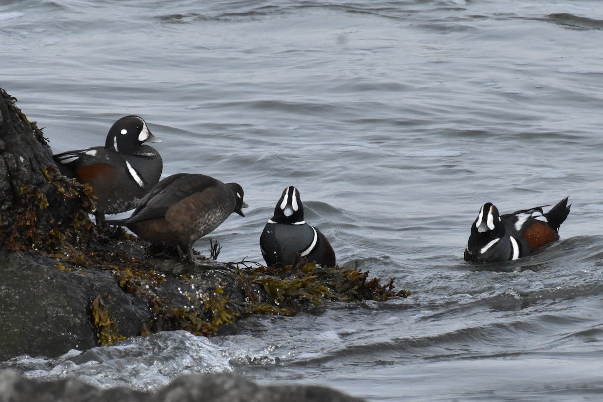 Palyaço Ördeği - ML647789017