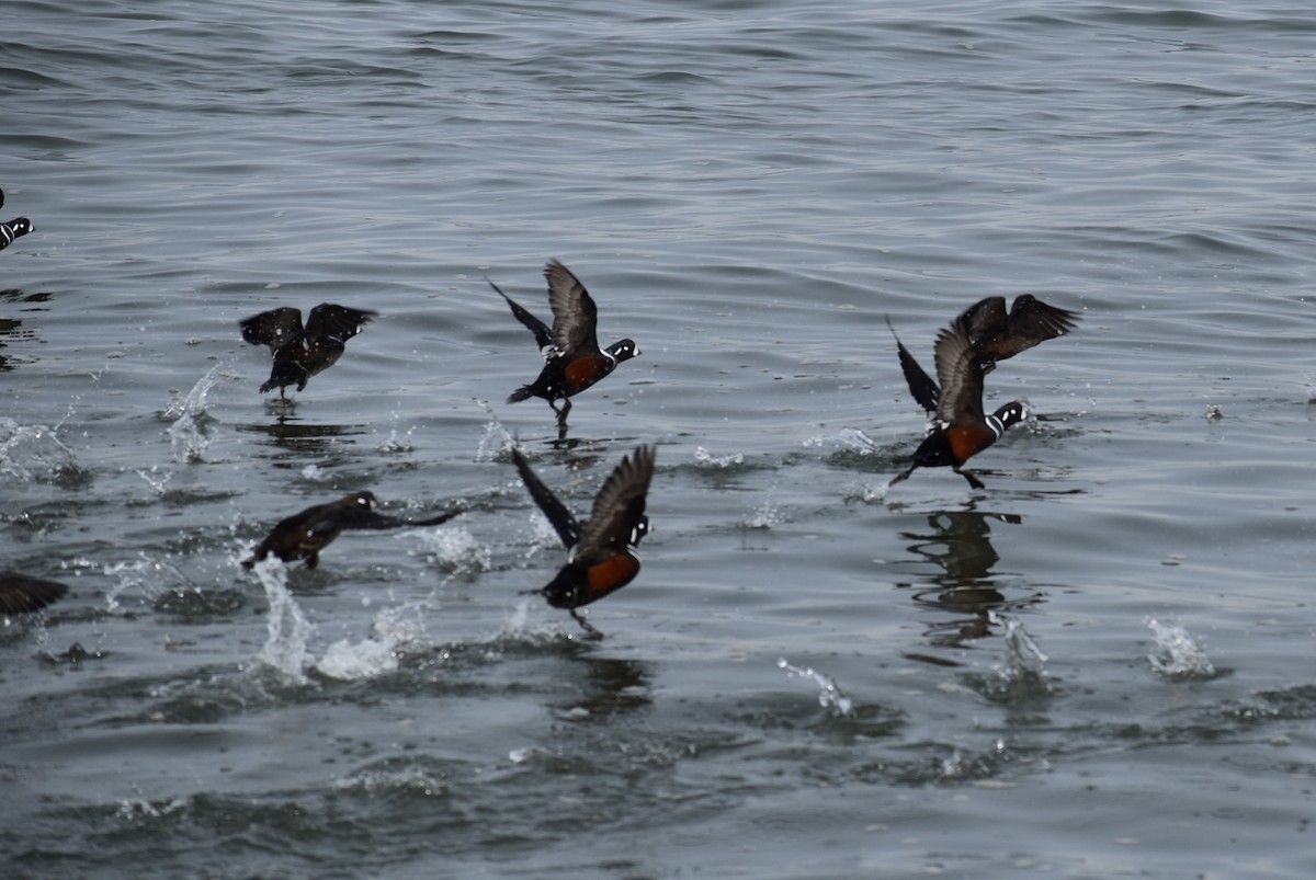 Palyaço Ördeği - ML647789018