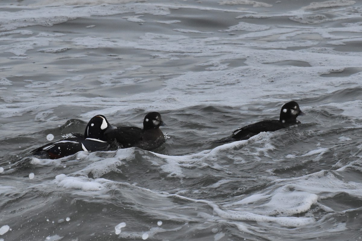 Palyaço Ördeği - ML647789019