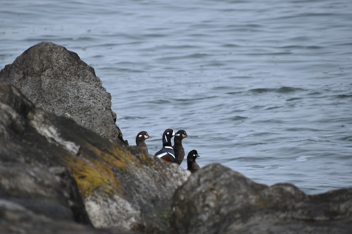 Palyaço Ördeği - ML647789020