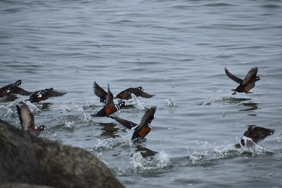 Palyaço Ördeği - ML647789021