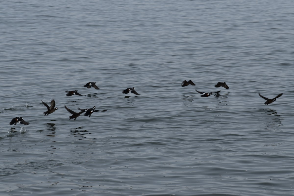 Palyaço Ördeği - ML647789022