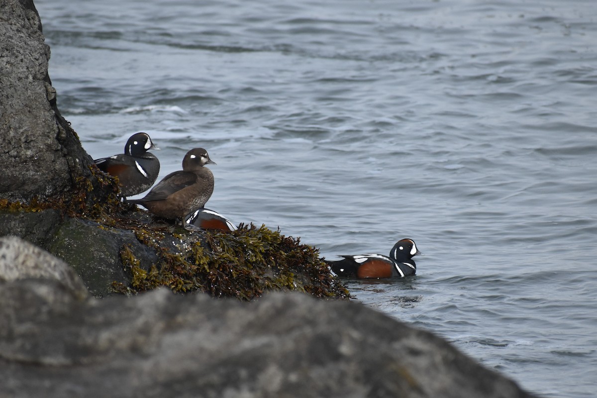 Palyaço Ördeği - ML647789023