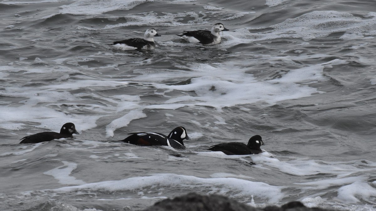 Palyaço Ördeği - ML647789024