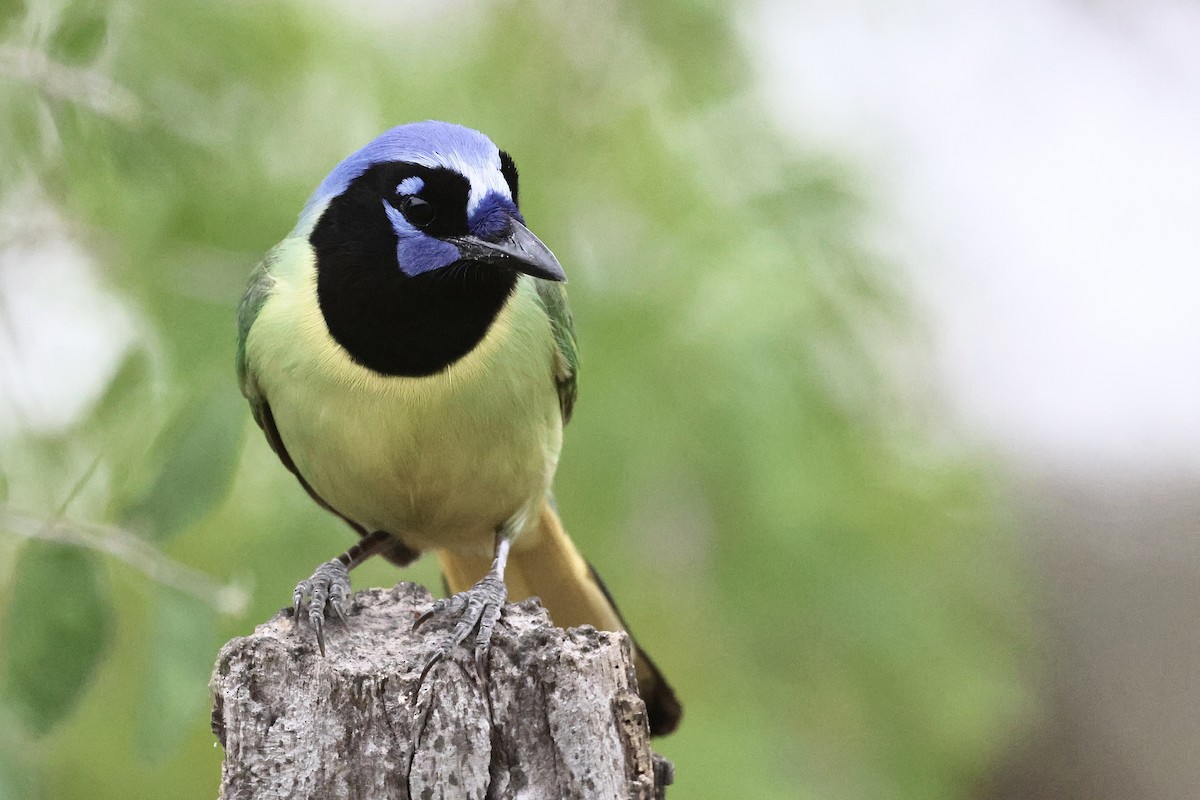 インカサンジャク - ML647789028