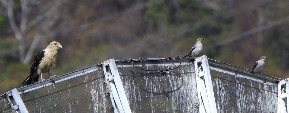 Tropikal Taklitçi - ML647789041