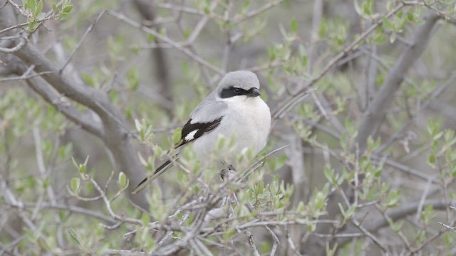 Сорокопуд американський - ML647789052