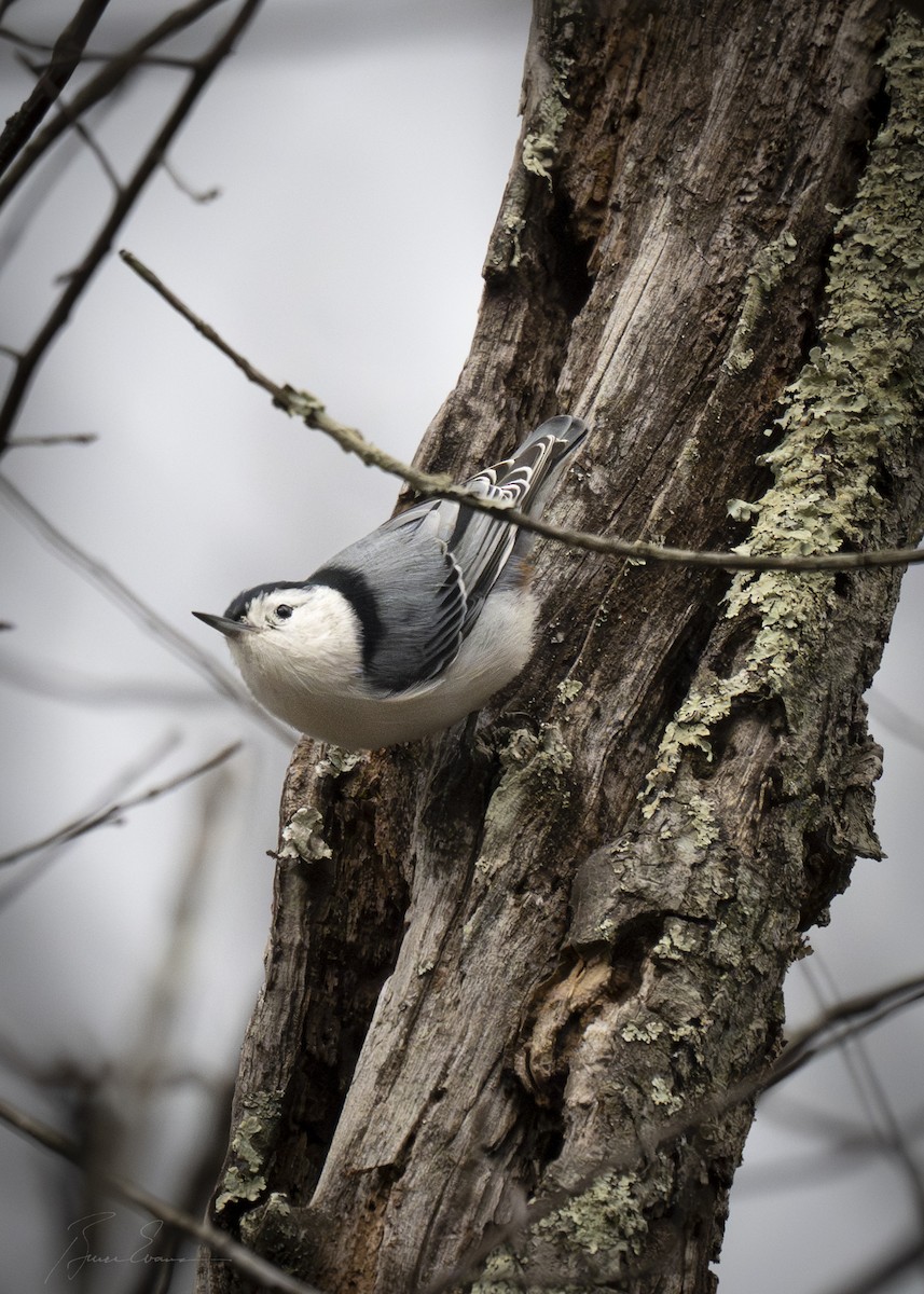White-breasted Nuthatch (Eastern) - ML647789085