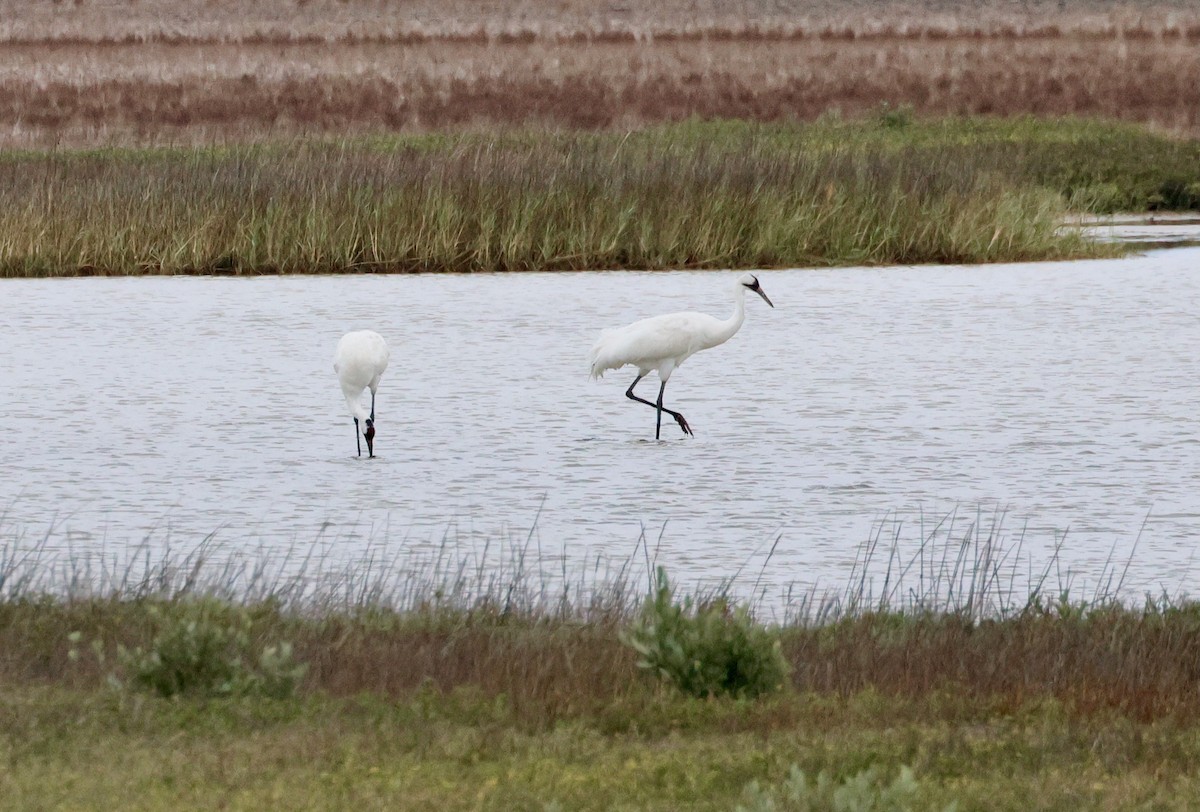 アメリカシロヅル - ML647789090