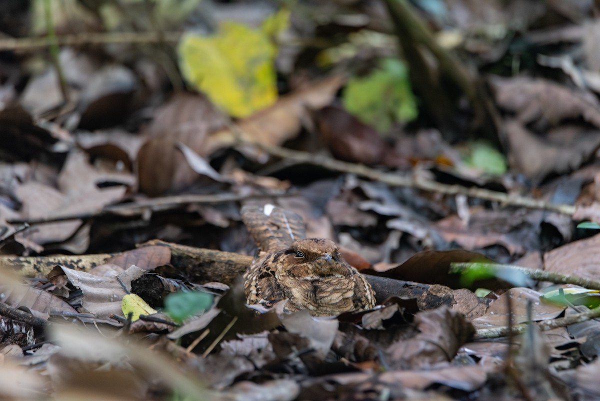 pauraquenattravn - ML647789098