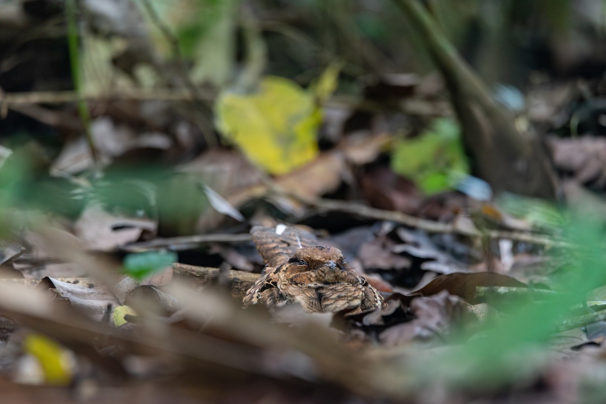 pauraquenattravn - ML647789099