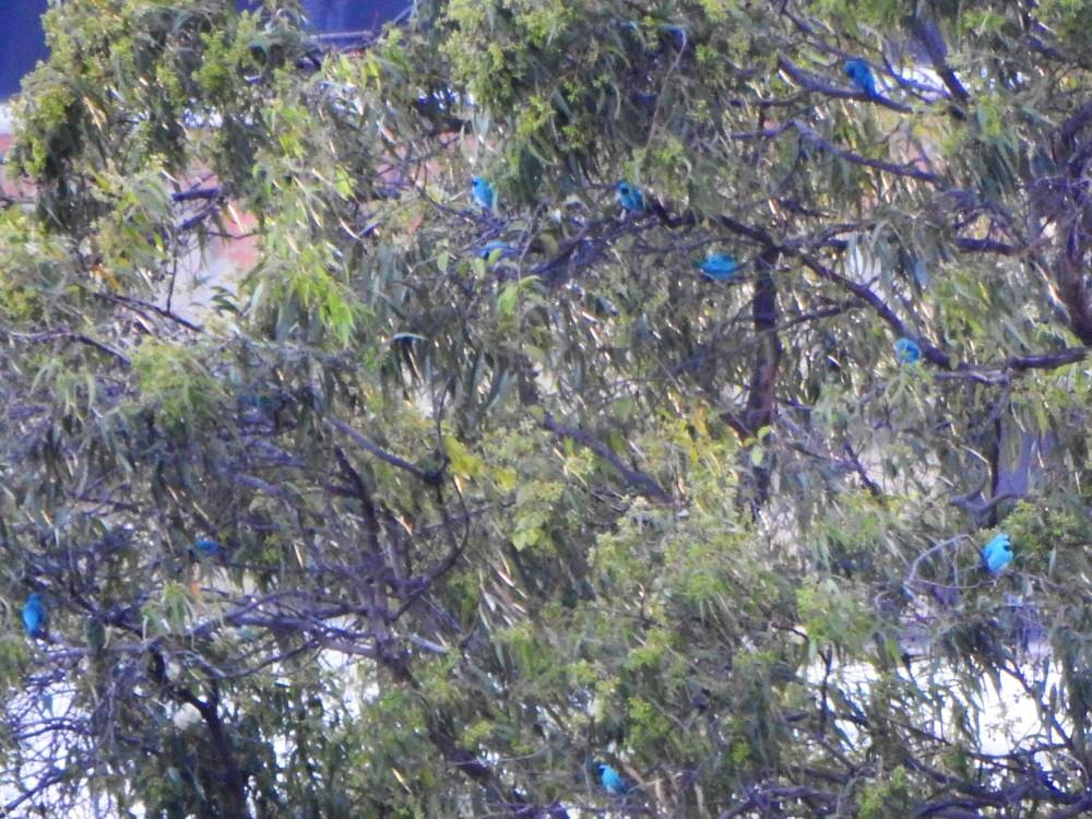 Swallow Tanager - ML647789122