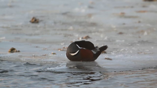 Каменярка - ML647789134