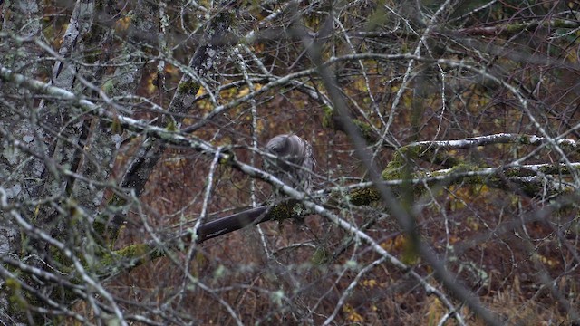 Сова неоарктична - ML647789138