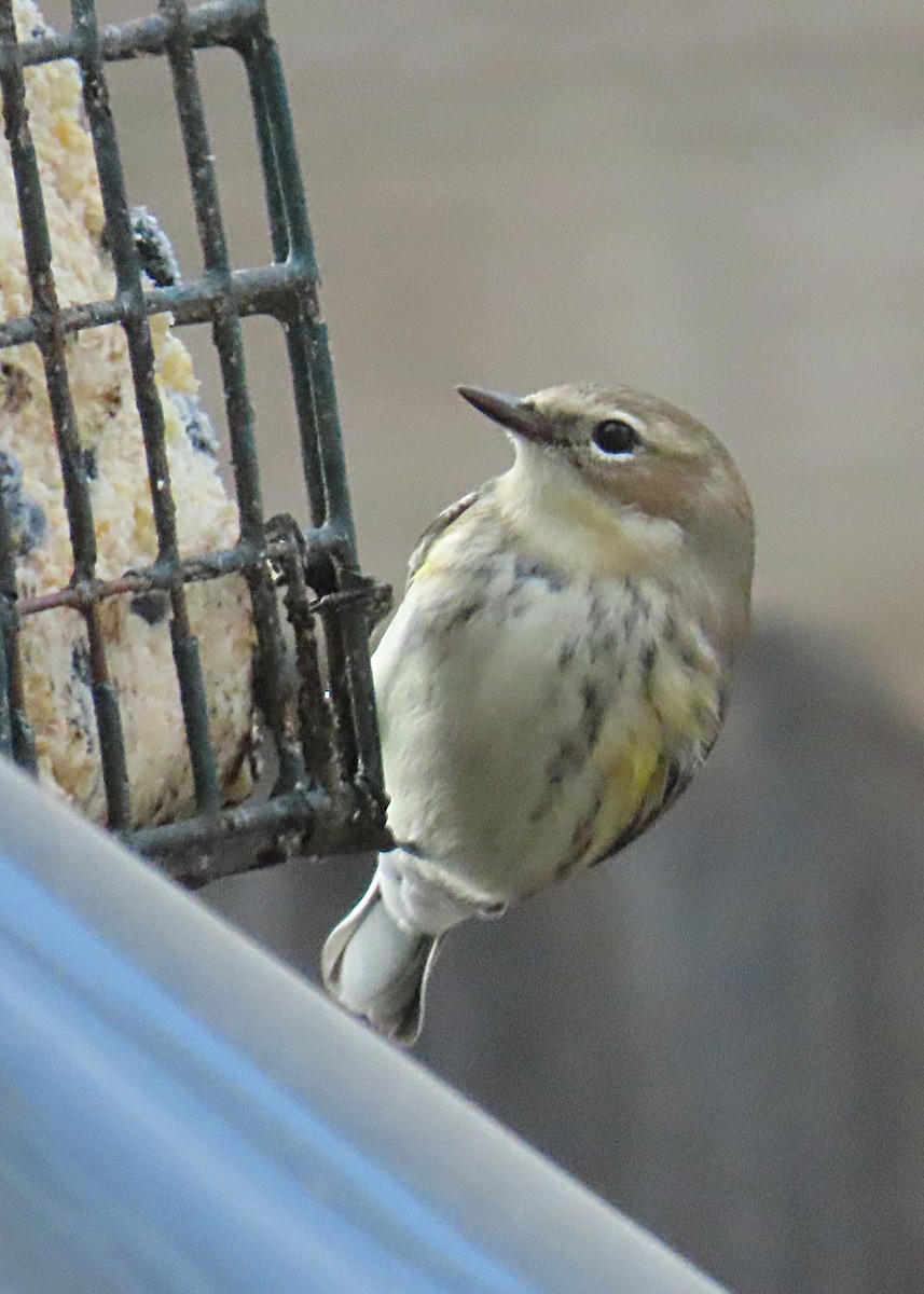 Taçlı Ötleğen - ML647789163