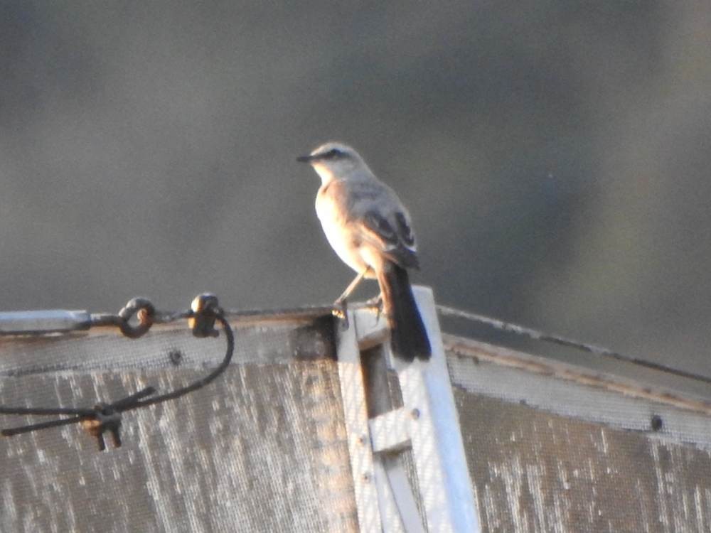 Tropikal Taklitçi - ML647789165