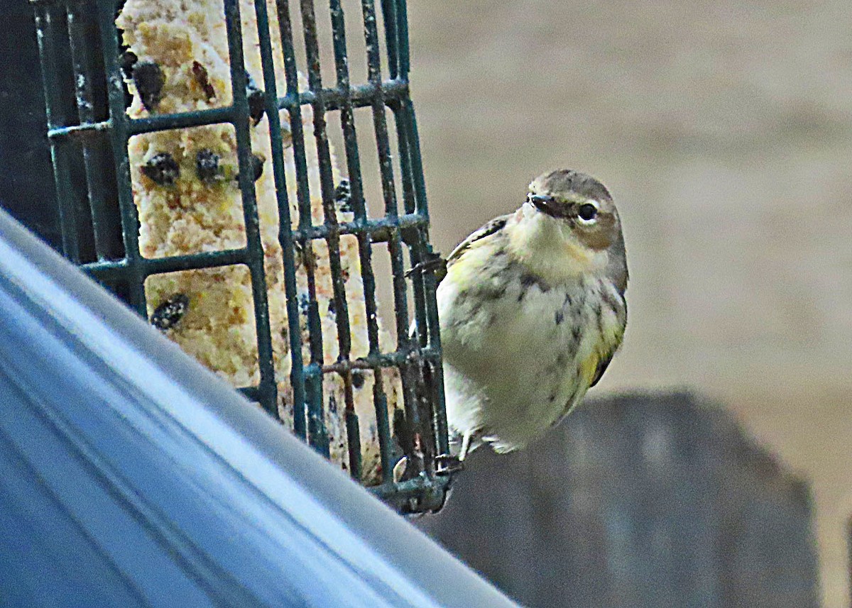 Taçlı Ötleğen - ML647789168