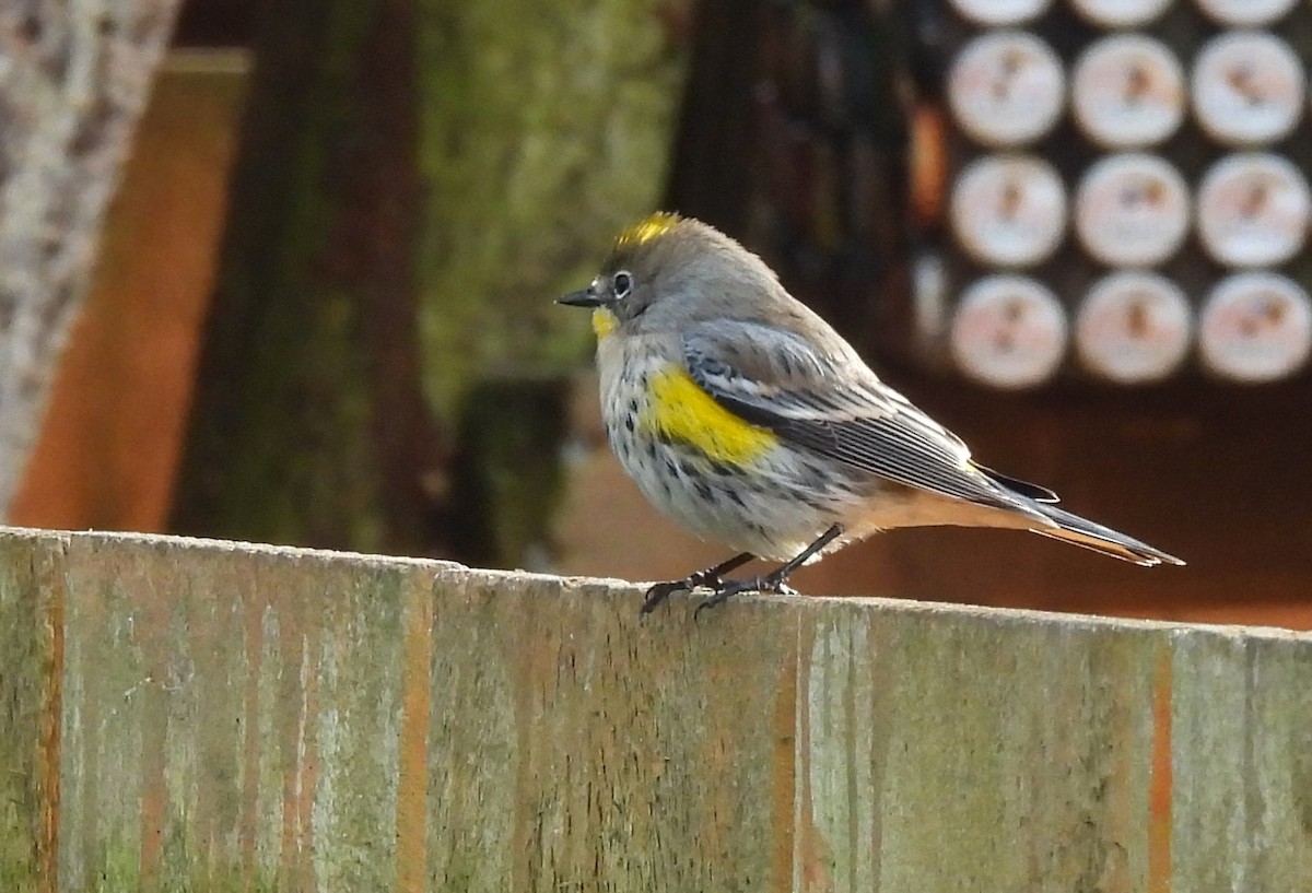 Taçlı Ötleğen (auduboni) - ML647789178