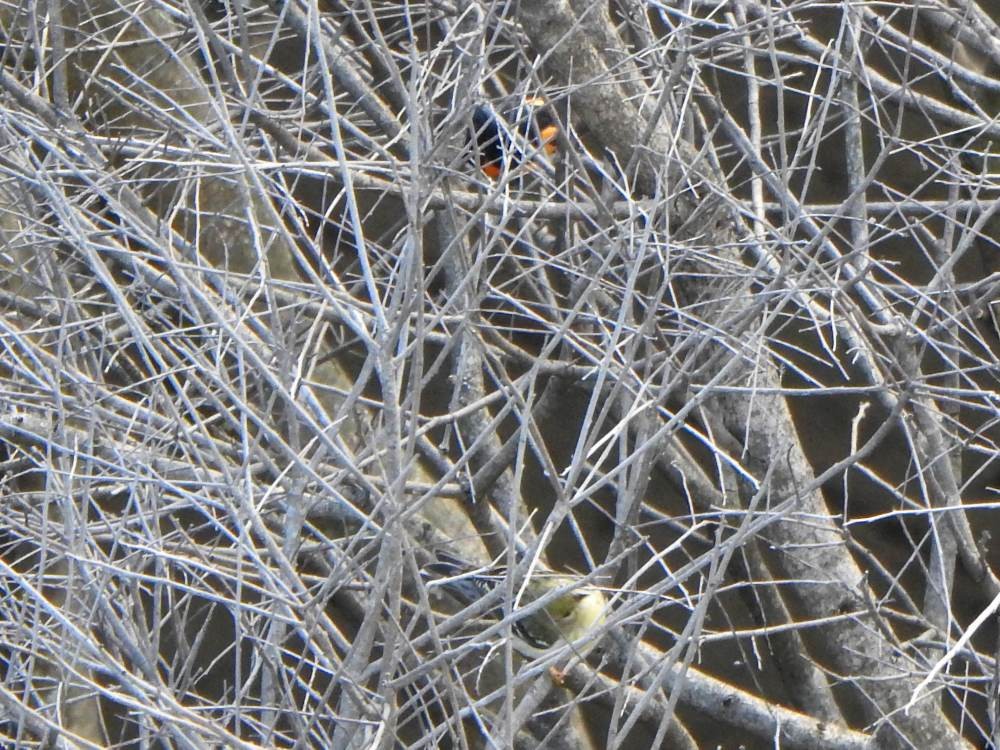 סבכון חכלילי - ML647789180