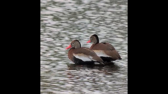 Свистач червонодзьобий - ML647789203