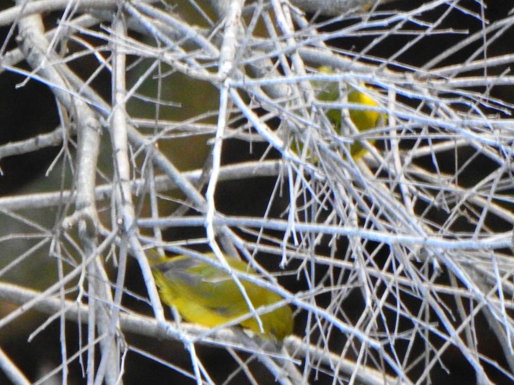 Kalın Gagalı Öfonya - ML647789204