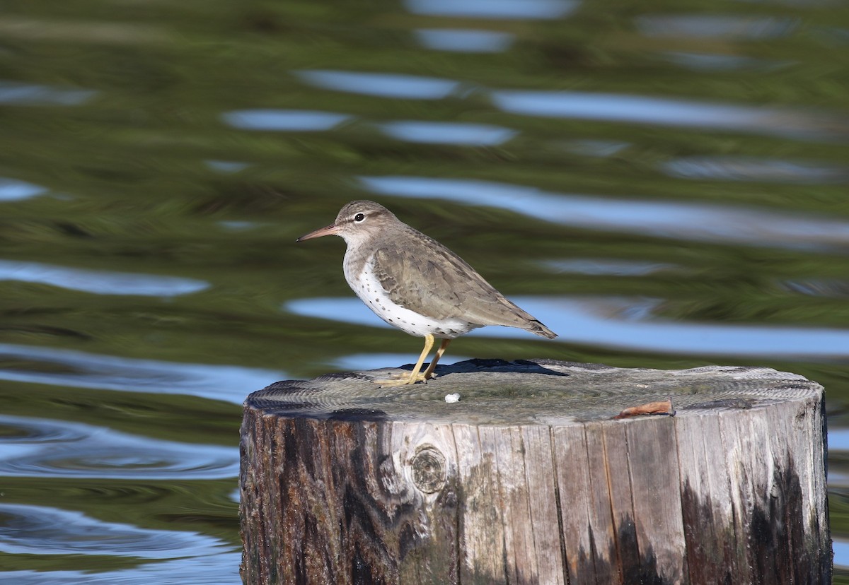 アメリカイソシギ - ML647789205