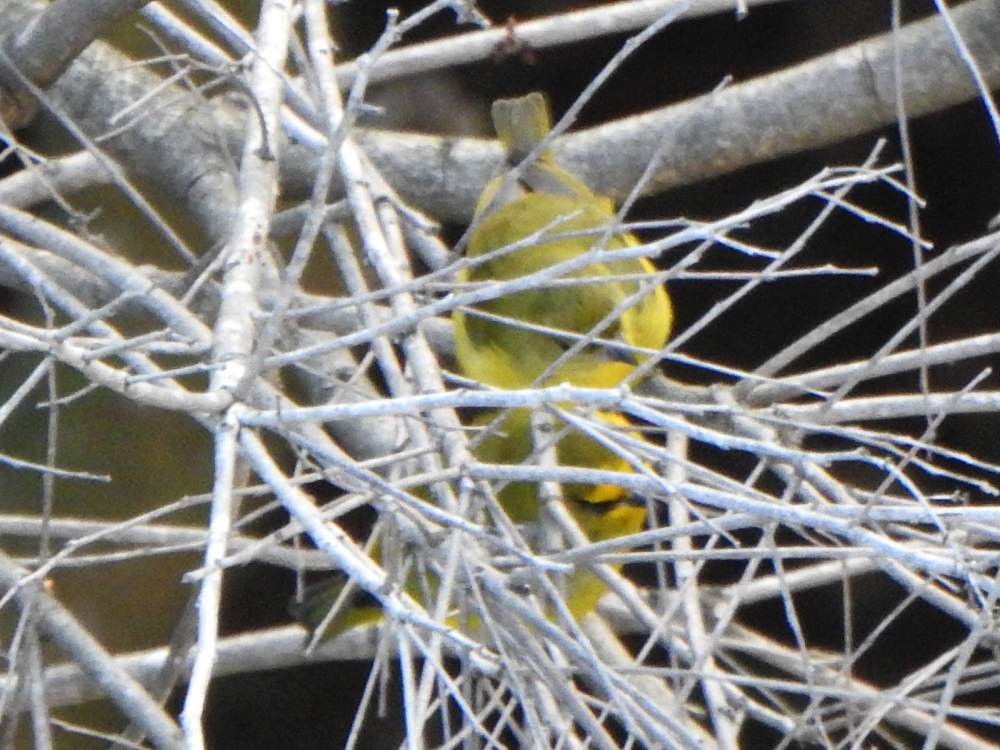 Kalın Gagalı Öfonya - ML647789206