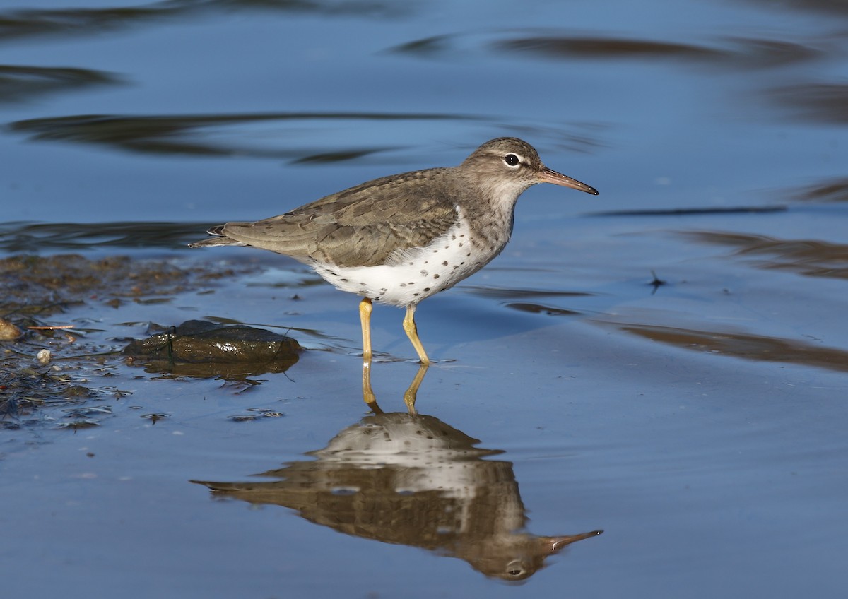 アメリカイソシギ - ML647789209