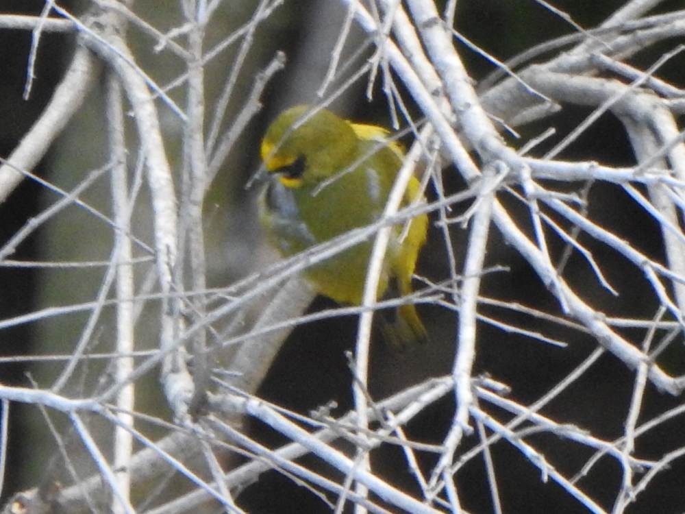 Kalın Gagalı Öfonya - ML647789211