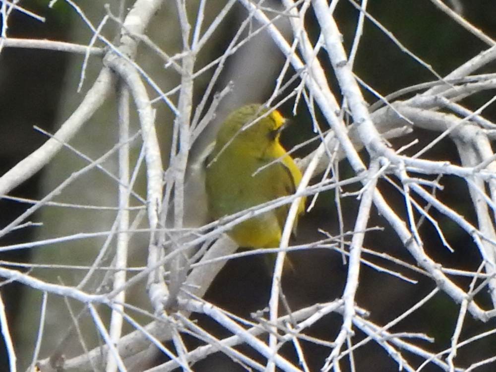 Kalın Gagalı Öfonya - ML647789216