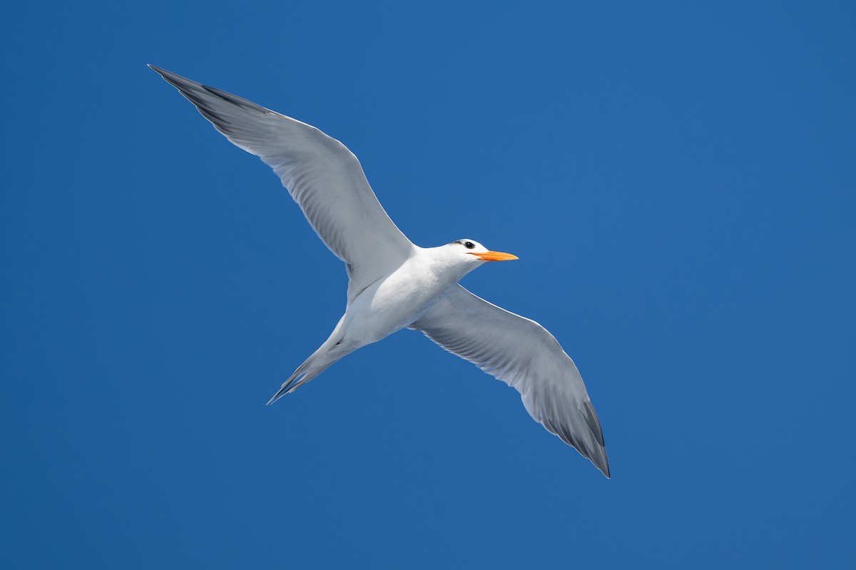 Royal Tern - ML647789218