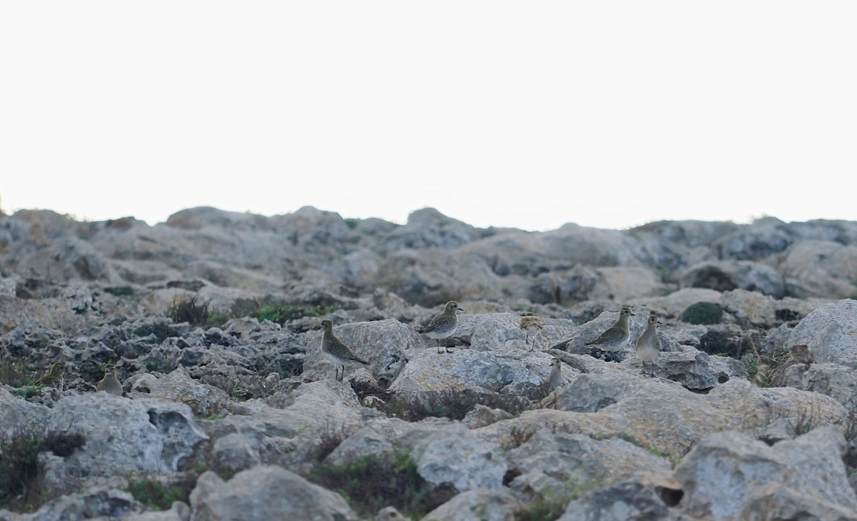 European Golden-Plover - ML647789232