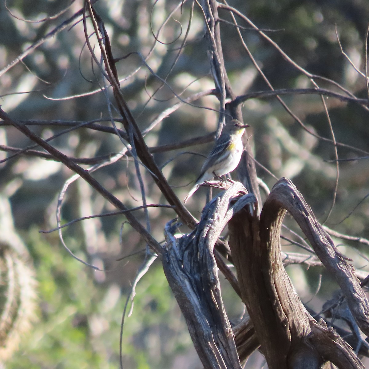 Taçlı Ötleğen - ML647789280