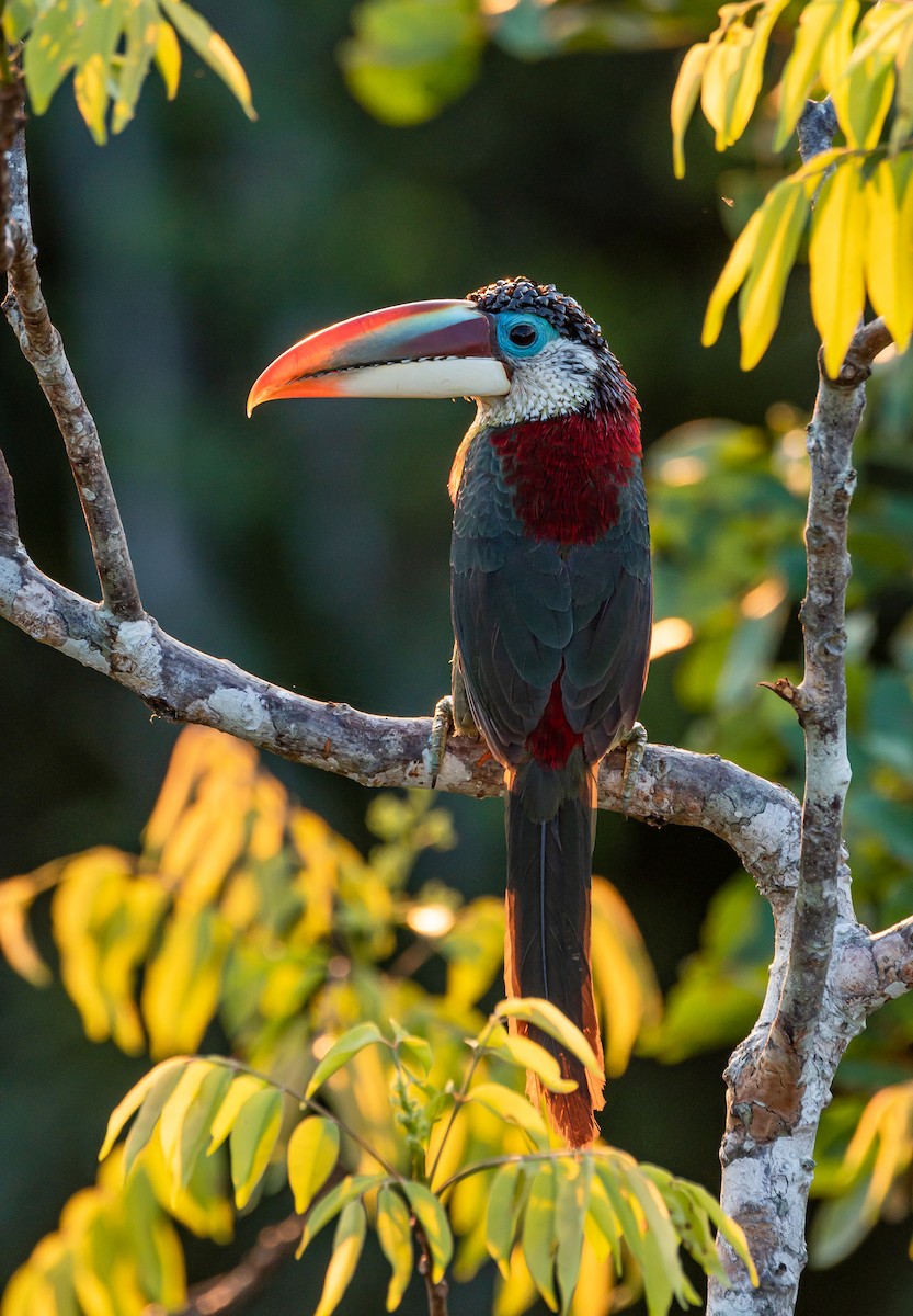 ニジチュウハシ - ML647789282