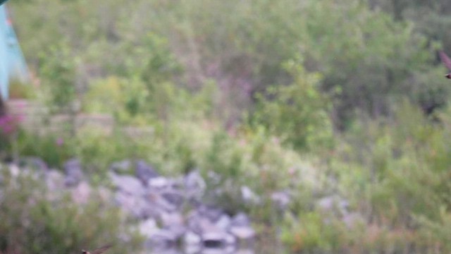 Ясківка білолоба - ML647789291