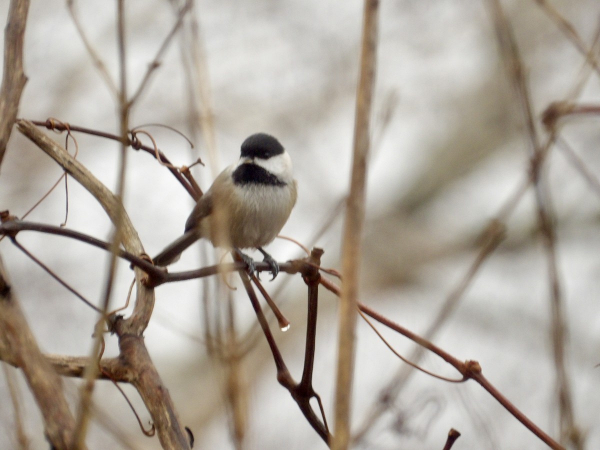 Гаїчка світлокрила - ML647789293