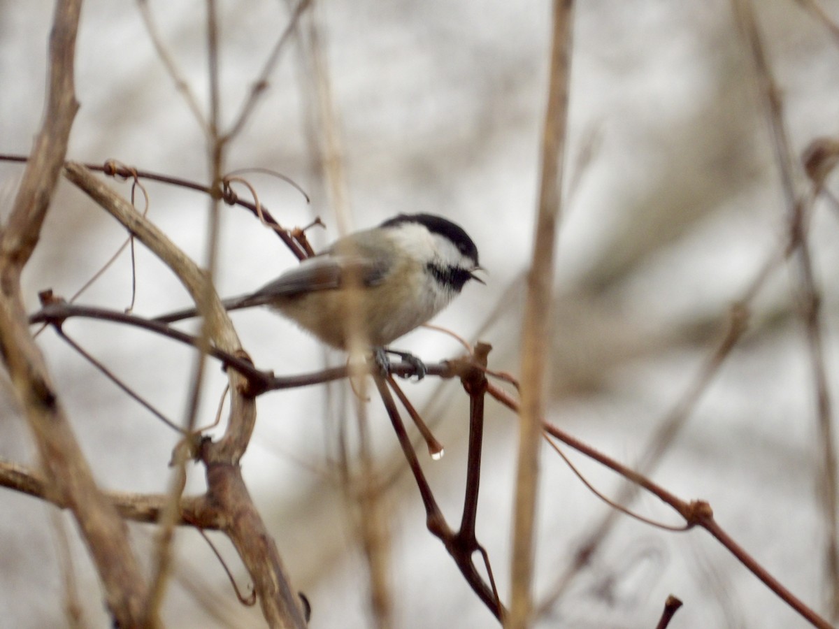 Гаїчка світлокрила - ML647789294