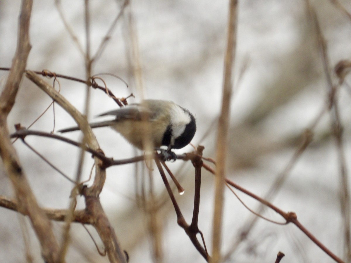 Гаїчка світлокрила - ML647789295