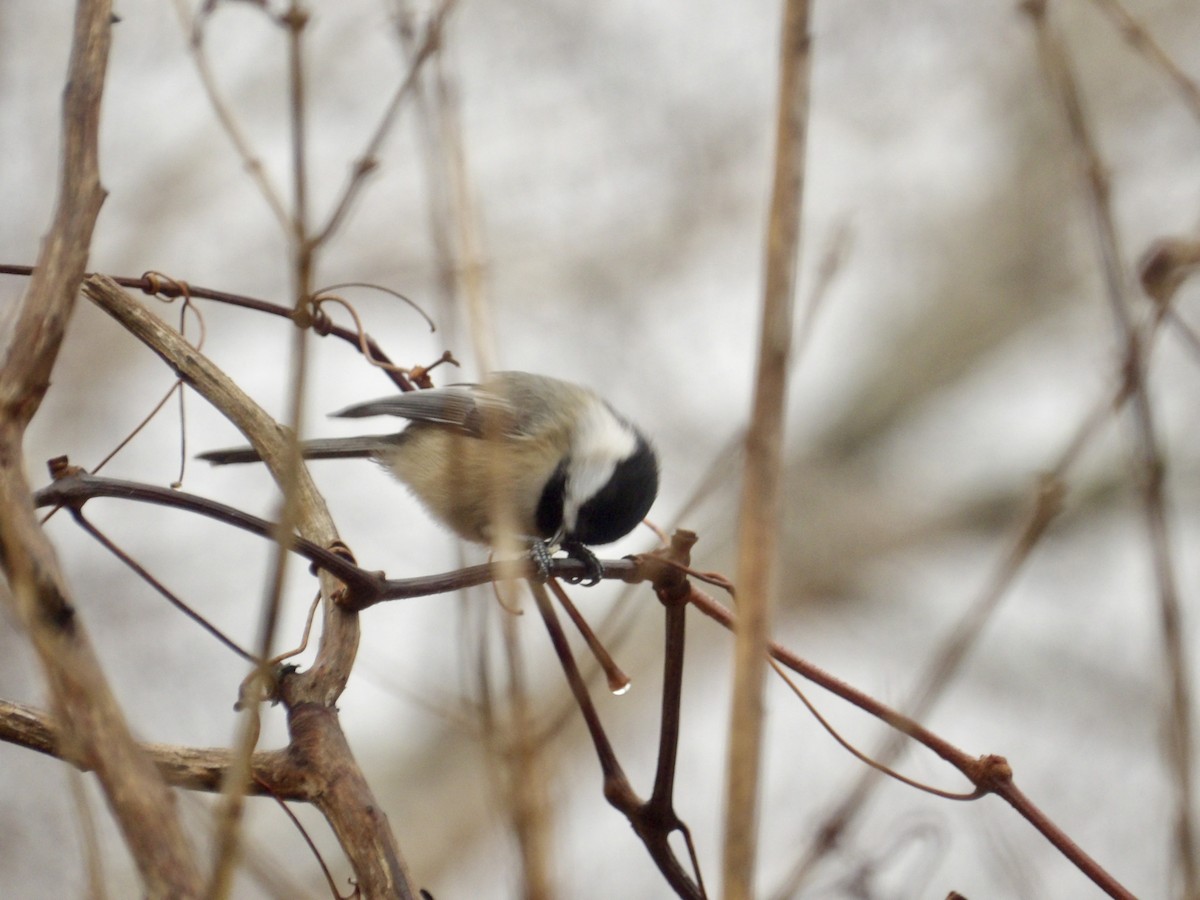 Гаїчка світлокрила - ML647789296