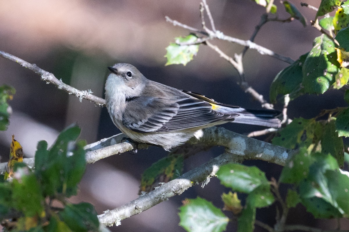 Taçlı Ötleğen (coronata) - ML647789297