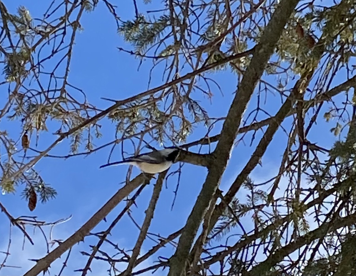 Гаїчка світлокрила - ML647789326