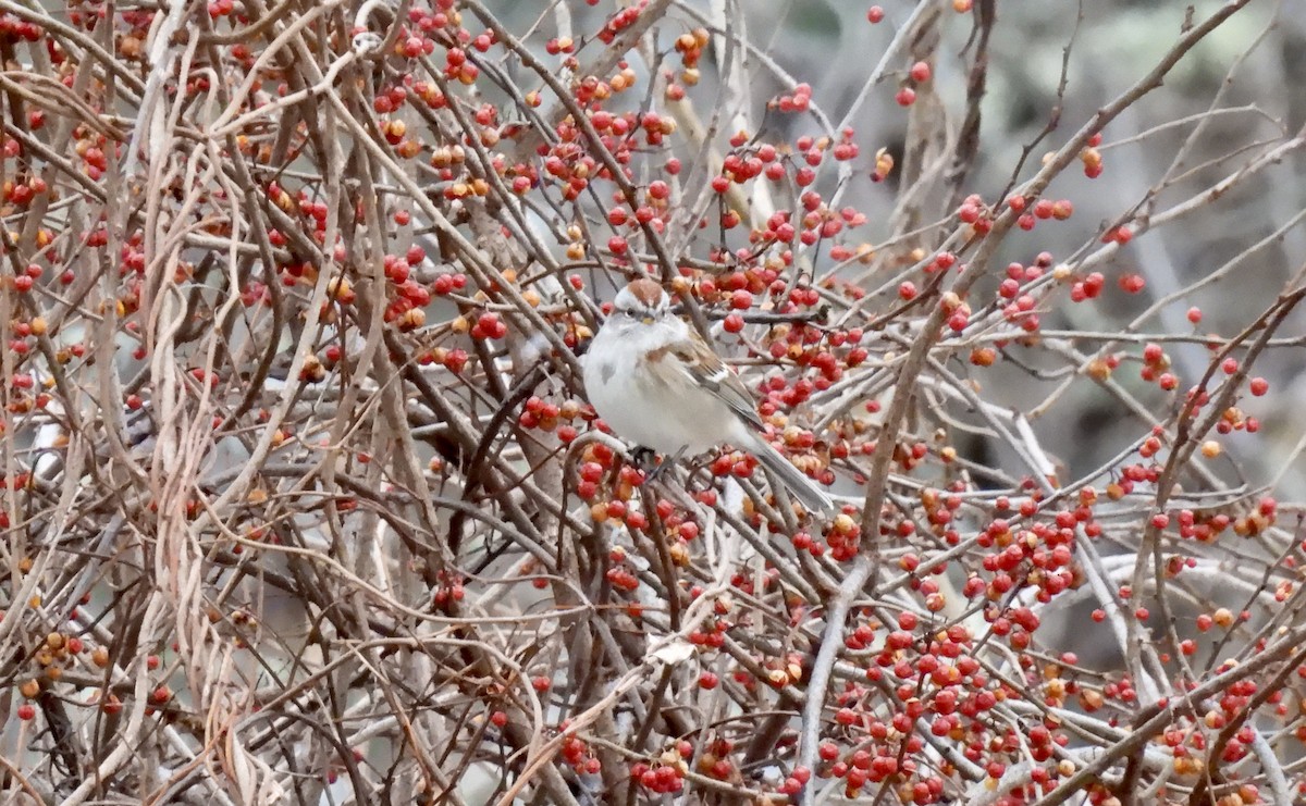 strnádka pokřovní - ML647789356