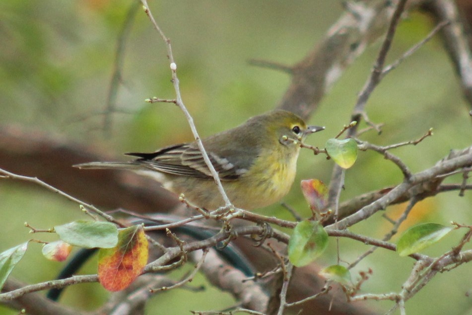 Pine Warbler - ML647789363