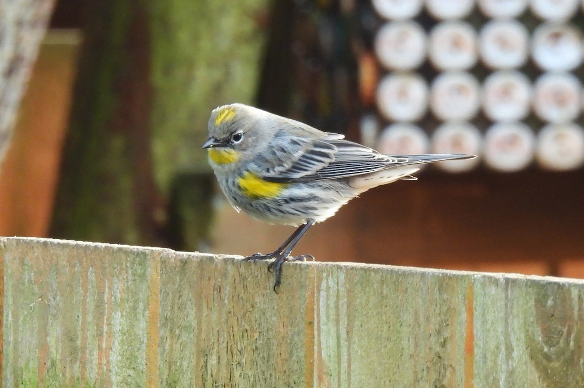 Taçlı Ötleğen (auduboni) - ML647789387