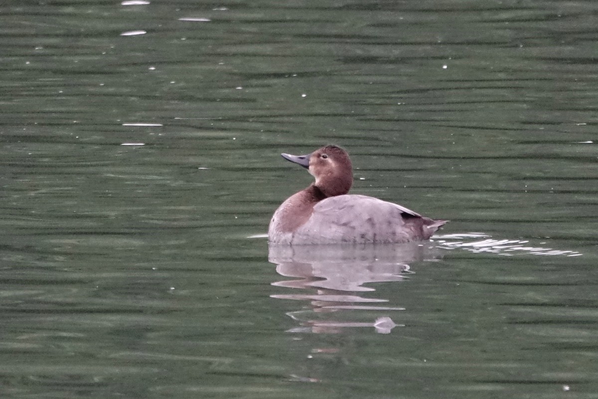Common Pochard - ML647789464